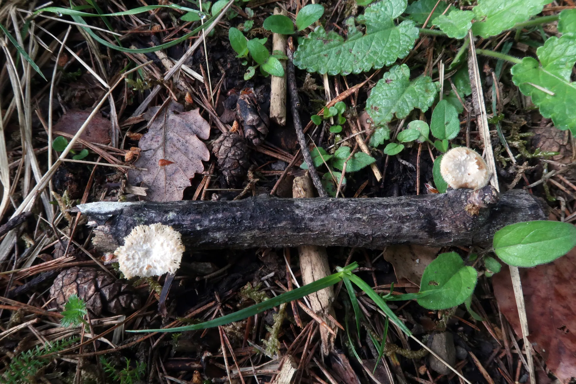 Lentinus arcularius - 1 - IMG_6957
